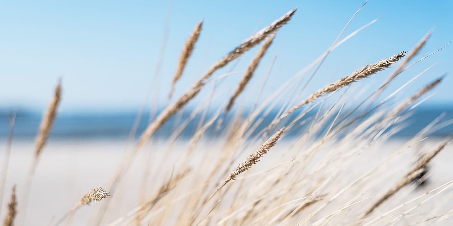 Strandhafer im Wind vor unscharfem Meer und blauem Himmel