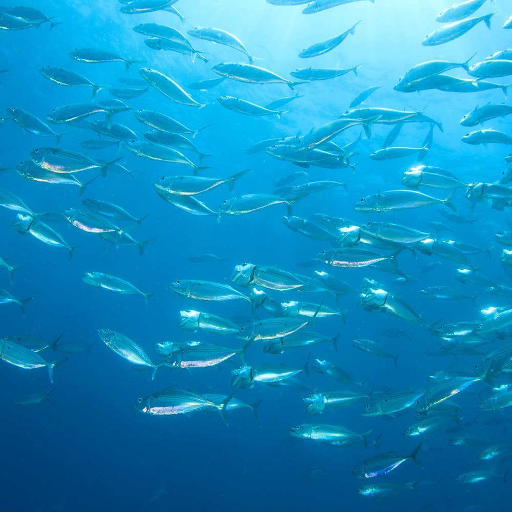  Fischschwarm im blauen Meerwasser mit Sonnenlichtstrahlen von oben