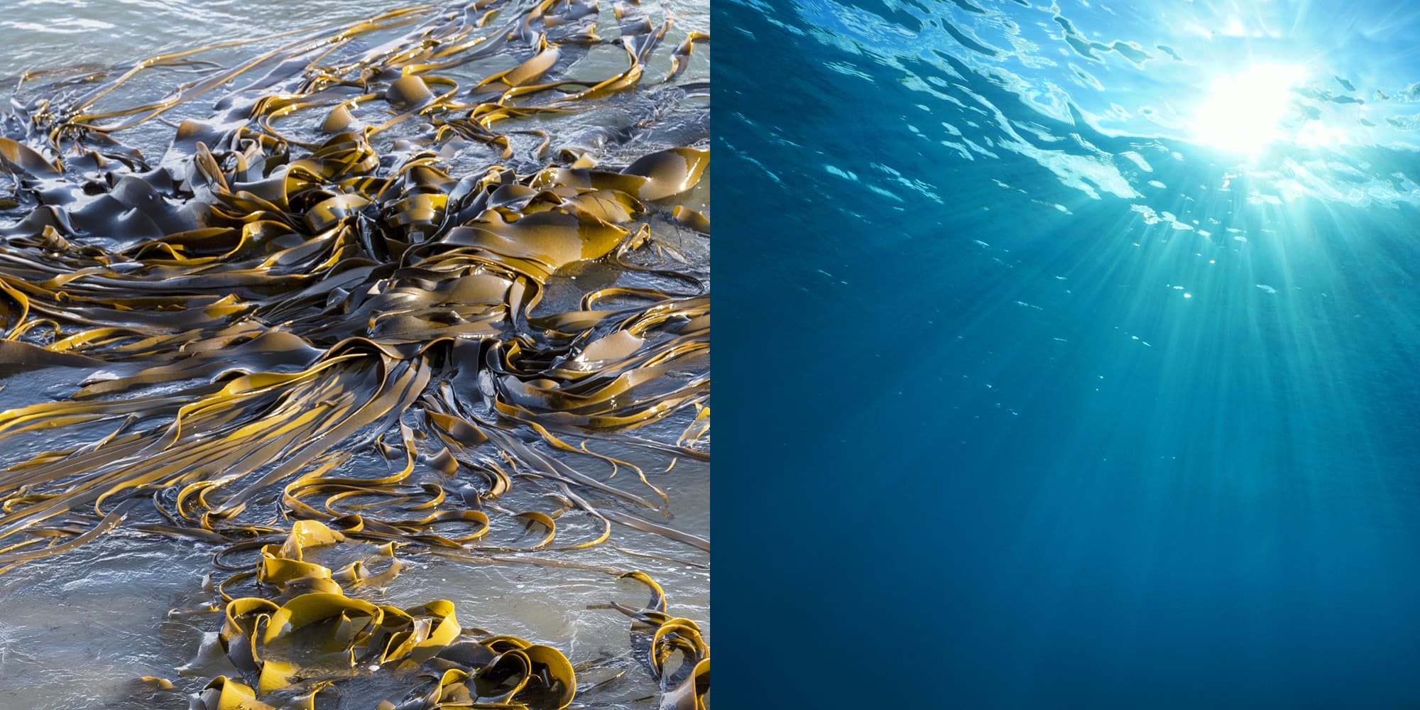 Makroaufnahme: Eismeeralgen im Wasser – Quelle wertvoller Meereswirkstoffe