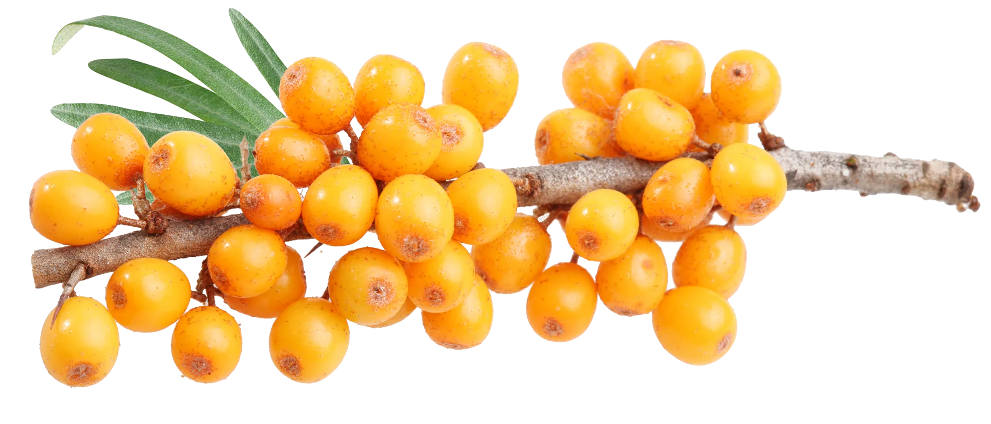 Reife Sanddornbeeren an einem Zweig mit grünen Blättern.