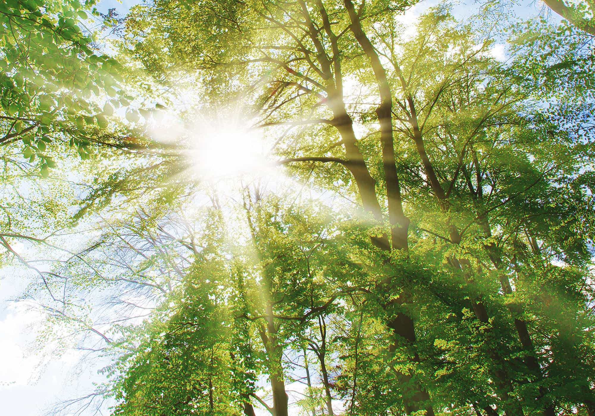  Sonnenstrahlen scheinen durch ein grünes Blätterdach in einem Laubwald
